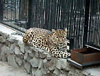 ...леопард кавказский. Найдите отличия.
