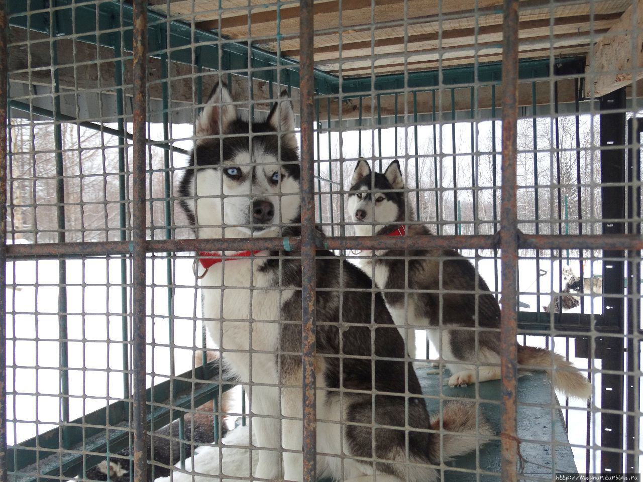 Одновременный поворот гол