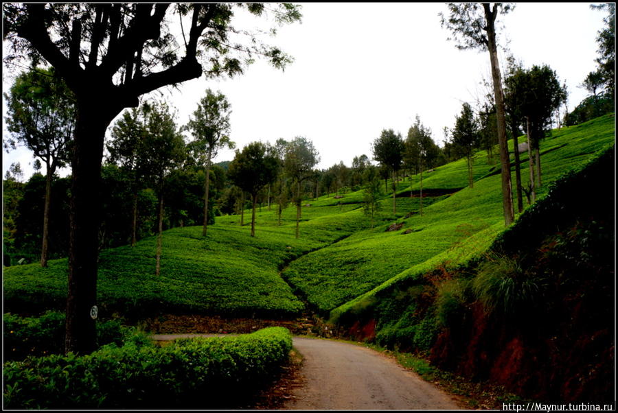 Нувара  Элия.  Путь  от  кофе  к  чаю.... Нувара Элия, Шри-Ланка