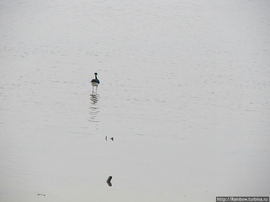 Все виды живности Кабо-Рохо, Пуэрто-Рико Все виды живности Кабо-Рохо, Пуэрто-Рико