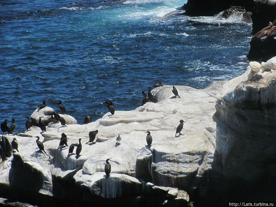 Пеликаны и котики в Ла Хойе Вашингтон, CША