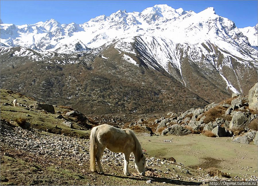 Живой мир Непала: планета белых лошадей Лангтанг, Непал