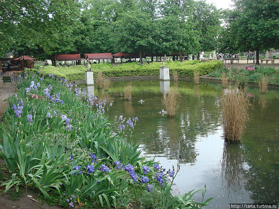Уткам и дождь не помеха Уткам и дождь не помеха