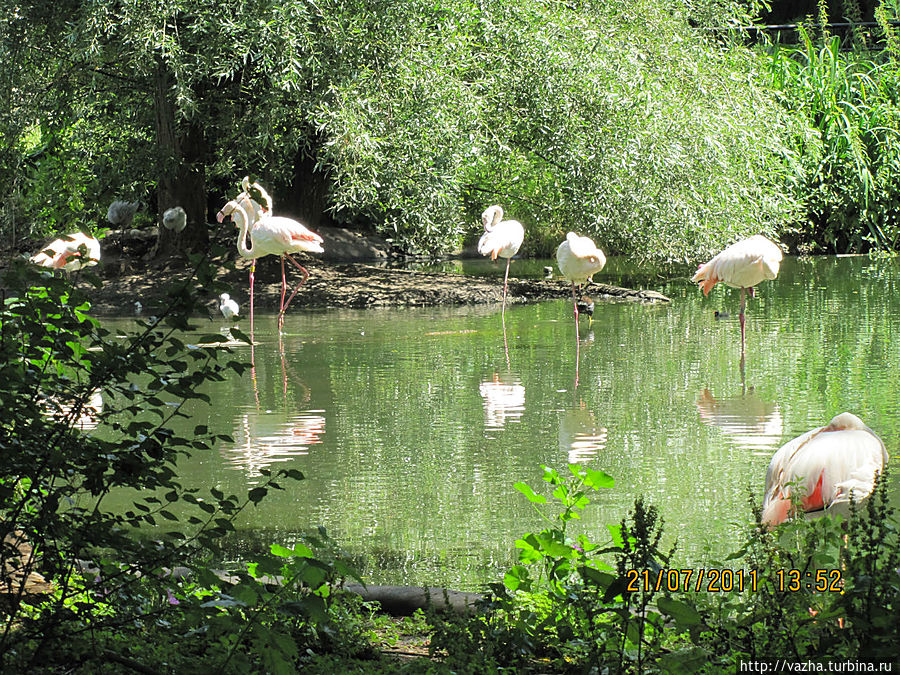 Просто красивые птицы Просто красивые птицы