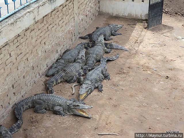 Крокодилов много,судя по продукции из их кожи в местном магазинчике. Крокодилов много,судя по продукции из их кожи в местном магазинчике.