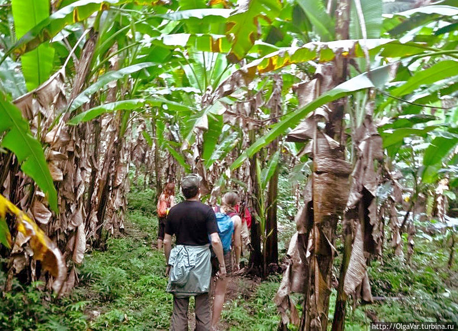 Путь проходит через банановую рощу Булусан, Филиппины