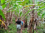 Путь проходит через банановую рощу