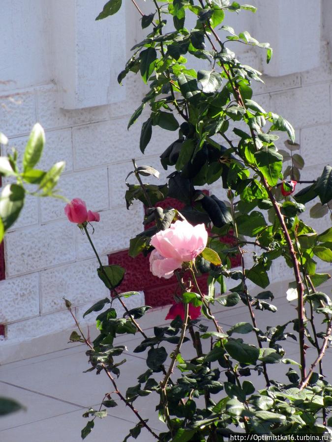 Здравствуй, Дидим! Дидим, Турция Здравствуй, Дидим! Дидим, Турция