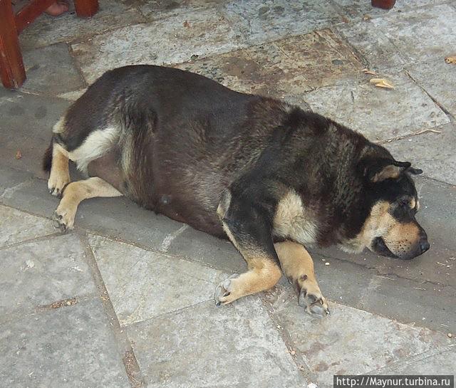 Черногория. Очень толстая собака в очень маленьком городке Вирпазар. Черногория. Очень толстая собака в очень маленьком городке Вирпазар.