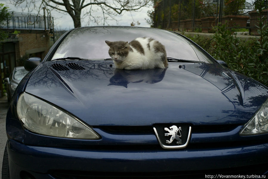 А чуть дальше отдыхает вот такой Монтепульчанец А чуть дальше отдыхает вот такой Монтепульчанец