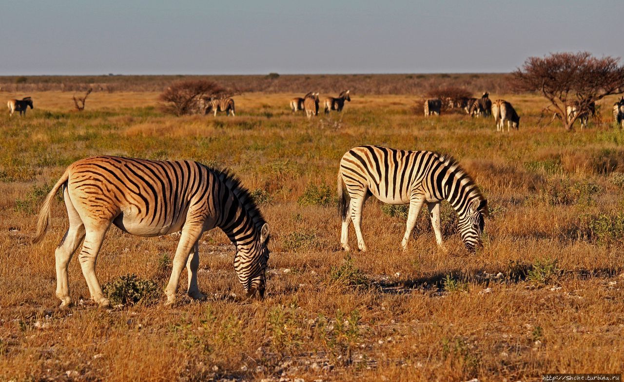 Вот Гну и Импала, они, если честно не пара, не пара, не пара Этоша Национальный Парк, Намибия