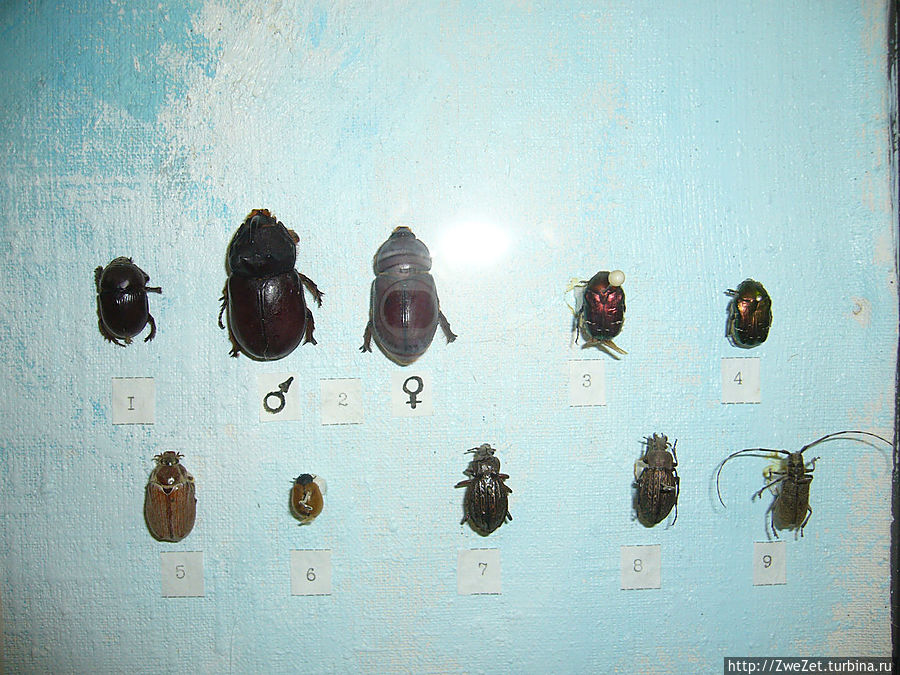 Такие насекомые обитают в средней полосе России Такие насекомые обитают в средней полосе России