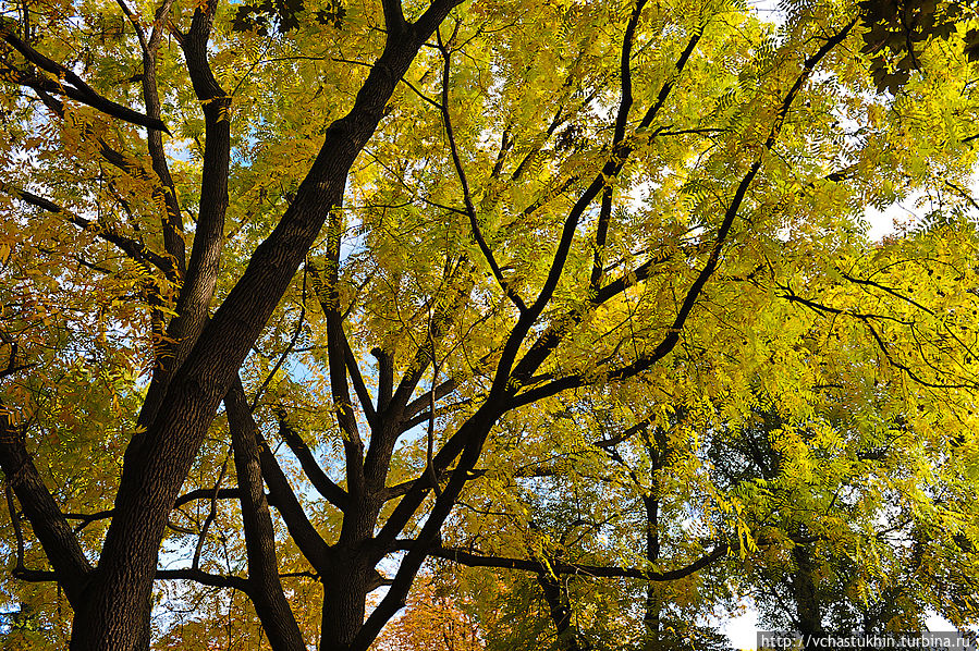 Гигантская акация в Пражском зоопарке. Гигантская акация в Пражском зоопарке.