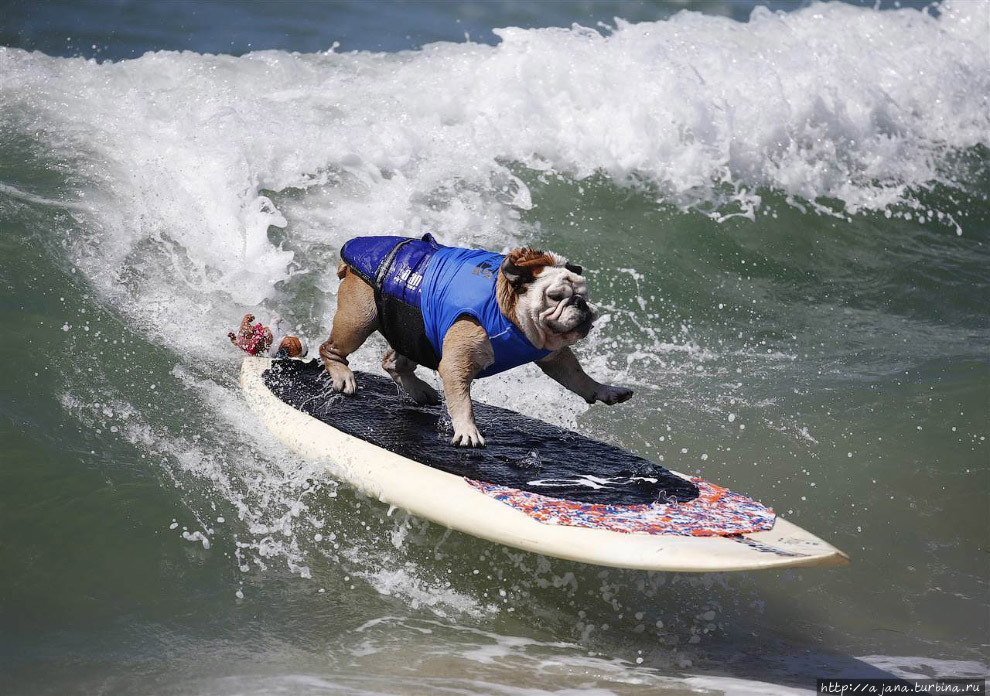 Калифорния — это собачий рай! Калифорния — это собачий рай!