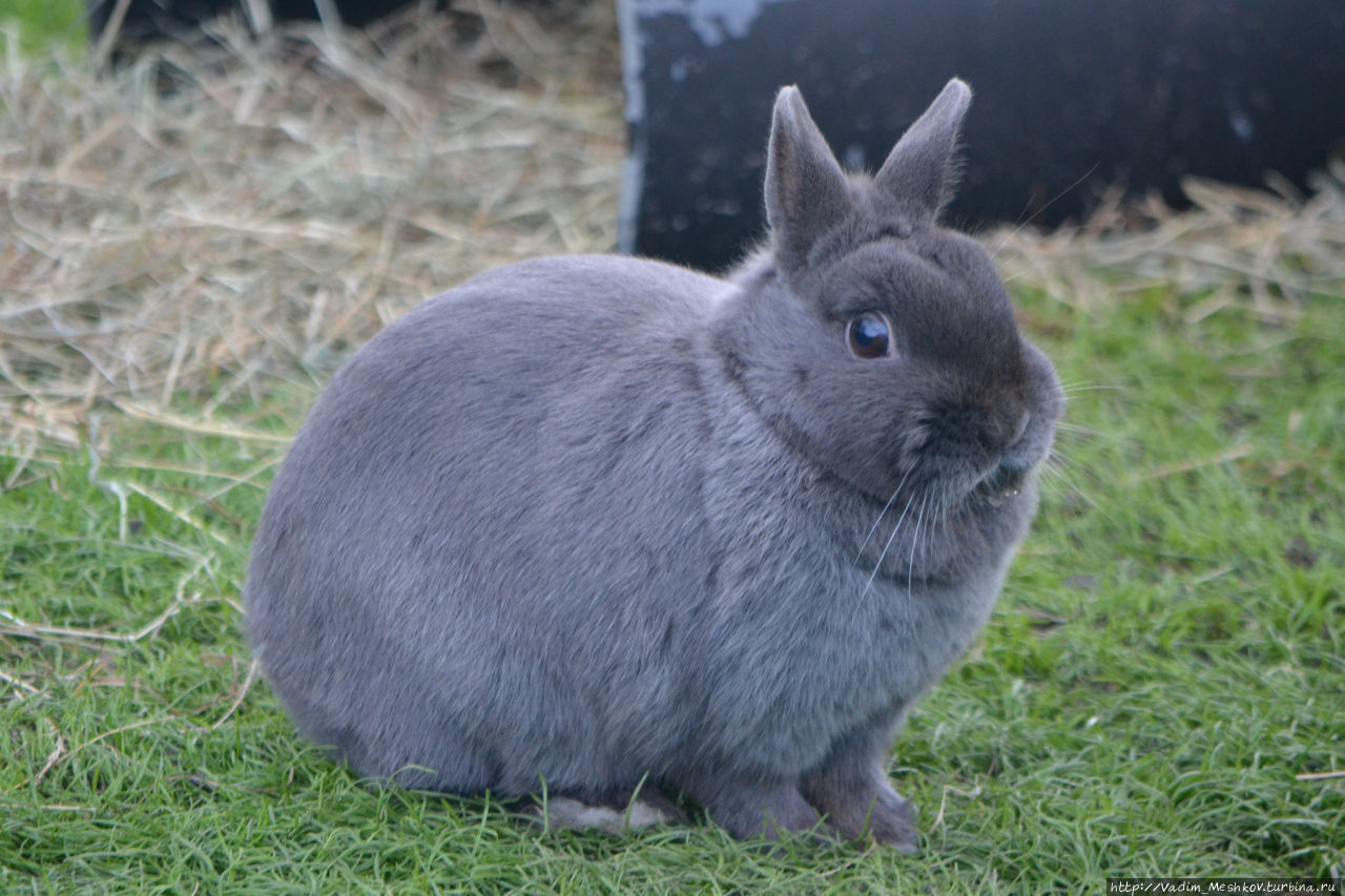 Голландский кролик на ферме в парке Кекенхоф. Кёкенхоф, Нидерланды