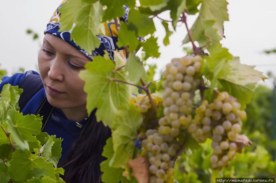 День сбора винограда для казахстанского Рислинга Тургень, Казахстан