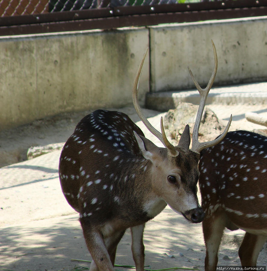 Зоопарк Нагои Нагоя, Япония