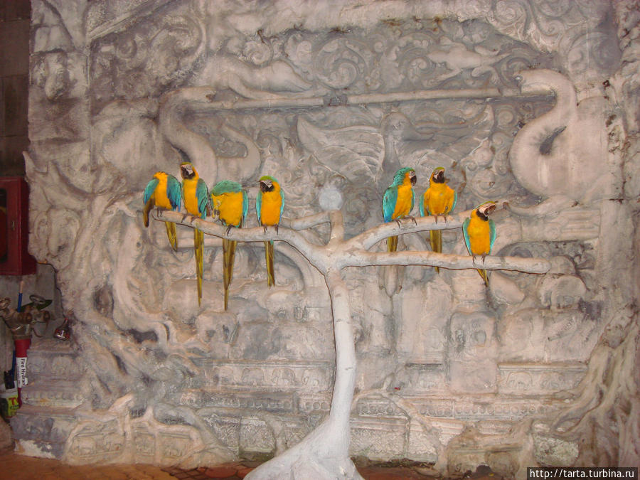 Красавцы-попугайчики Пхукет, Таиланд