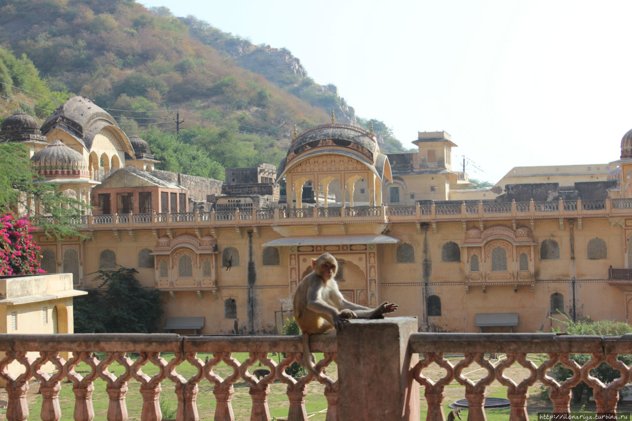 Дворец, где балом правят обезьяны