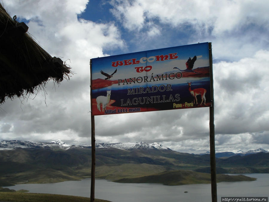 Достояние Перу — гуанако, викуньи, ламы и альпаки Регион Куско, Перу