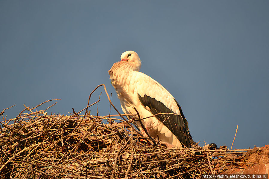 В Марракеше часто можно увидеть гнезда аиста В Марракеше часто можно увидеть гнезда аиста