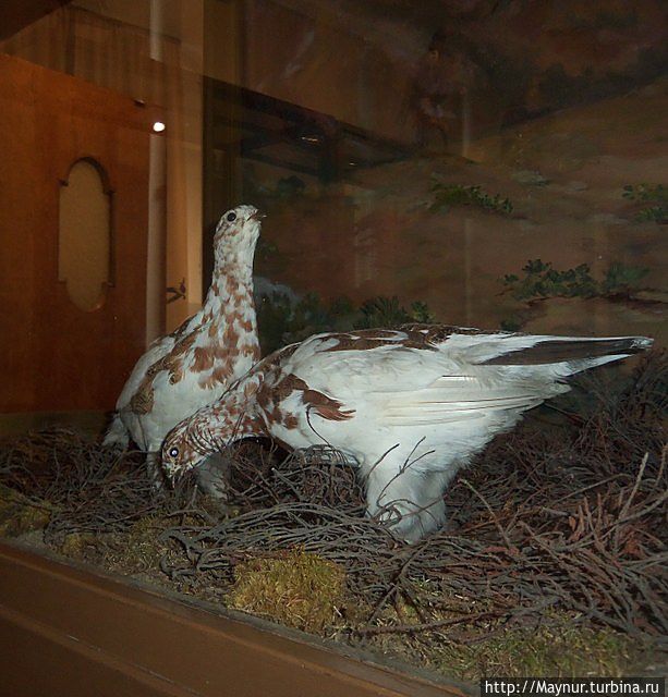 Белая куропатка. Белая куропатка.