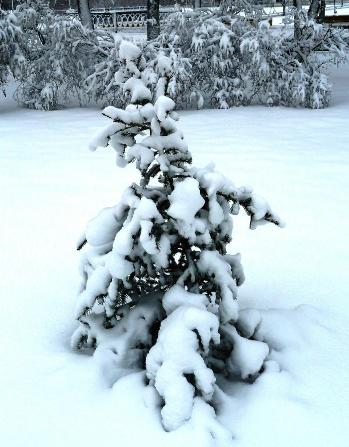 А в Ярославль пришла зима Ярославль, Россия А в Ярославль пришла зима Ярославль, Россия