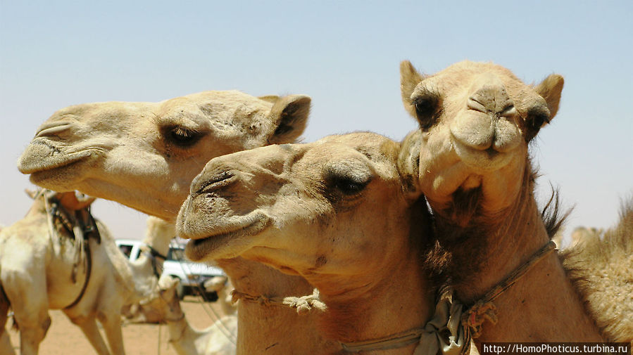 Верблюжий сук Хартум, Судан