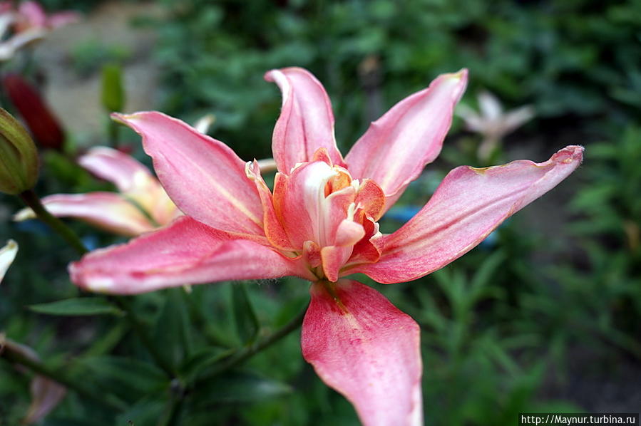 Цветок с загадочным числом три Южно-Сахалинск, Россия Цветок с загадочным числом три Южно-Сахалинск, Россия