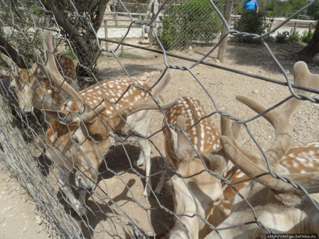 Чудесный зоопарк Фригия Хаммамет, Тунис