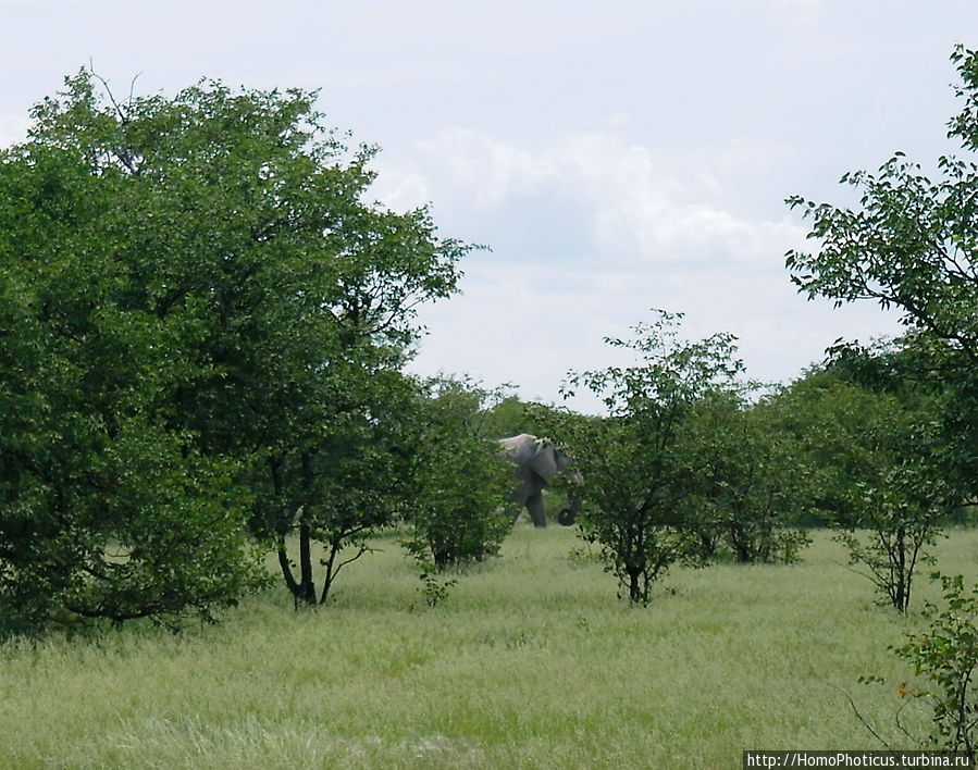 Слон Этоша Национальный Парк, Намибия