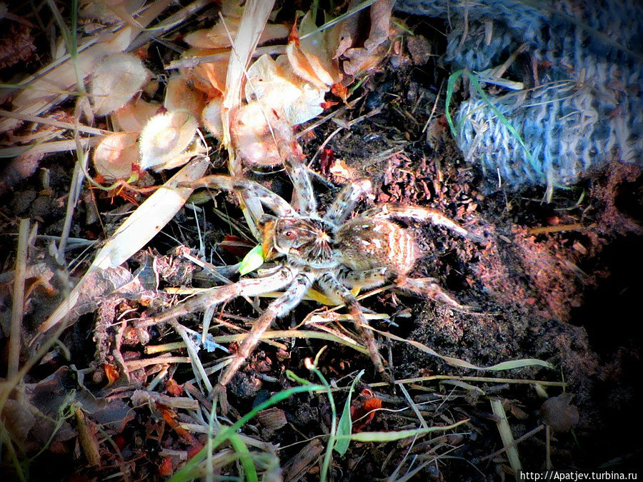 Южнорусский тарантул Южнорусский тарантул