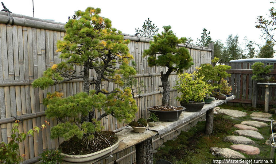 Японский сад «МАДЗУХАЙ» в Литве Клайпедский уезд, Литва