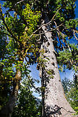 Огромное дерево ситка