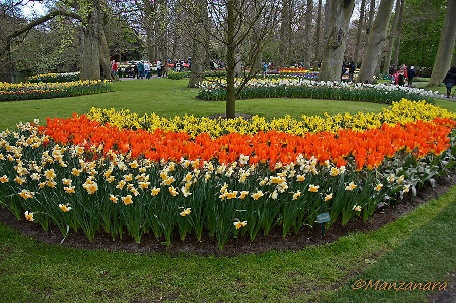 Немного цвета в холодном марте Кёкенхоф, Нидерланды