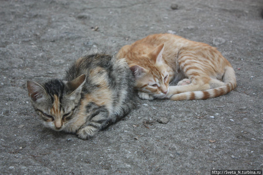 Шмелевские Республика Крым, Россия Шмелевские Республика Крым, Россия