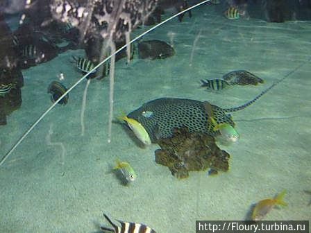 «Тропикарий-Океанарий» в ТЦ «Тропикарий-Океанарий» в ТЦ