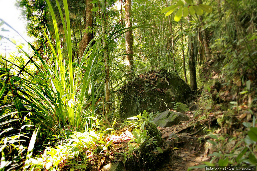 При виде гигантских экземпляров знакомых растений все тяготы уходят на десятый план) Бако Национальный Парк, Малайзия
