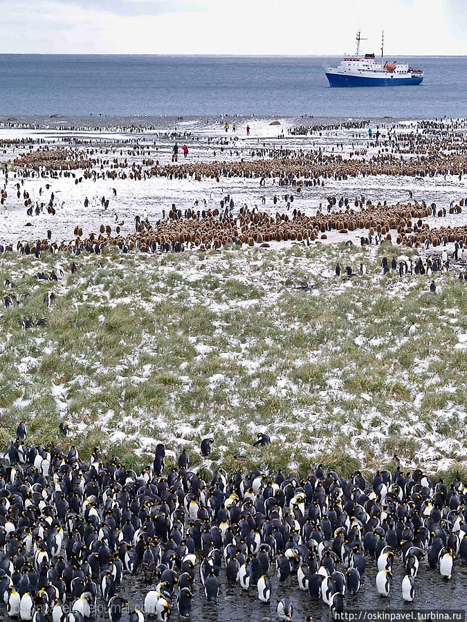 полярник николай прижился
среди пингвинов как родной
курил сардины в мягкой пачке
пил в подворотнях рыбий жир Остров Южная Георгия, Южная Георгия и Южные Сандвичевы Острова