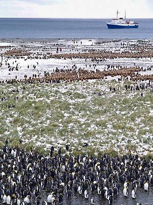 полярник николай прижился
среди пингвинов как родной
курил сардины в мягкой пачке
пил в подворотнях рыбий жир