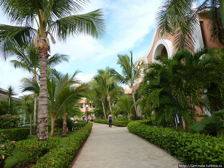 Пальмы, цветы повсюду Пальмы, цветы повсюду