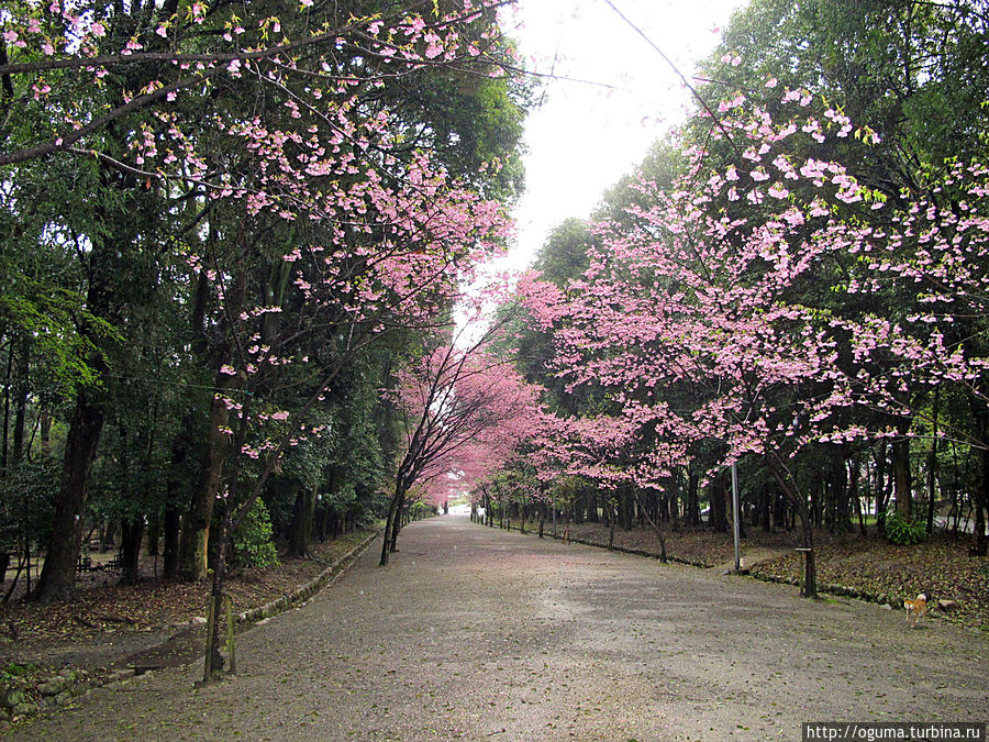 Одна из аллей прилегающего парка. Одна из аллей прилегающего парка.