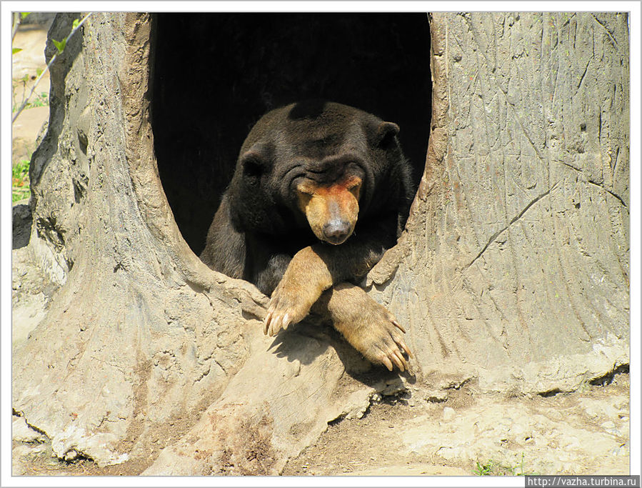Медведь губачь Шанхай, Китай