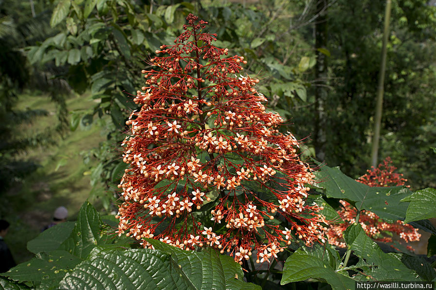 Просто цветок. Просто цветок.