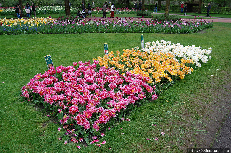 Свои имена эти тюльпаны получили в честь королей Кёкенхоф, Нидерланды