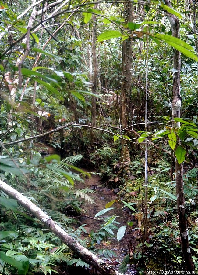 Отправляемся на экскурсию в джунгли. В этой части Бохола сохранилась самая широкая полоса нетронутого лесорубами леса, которая с конца 80-х годов объявлена заповедной. Остров Бохол, Филиппины