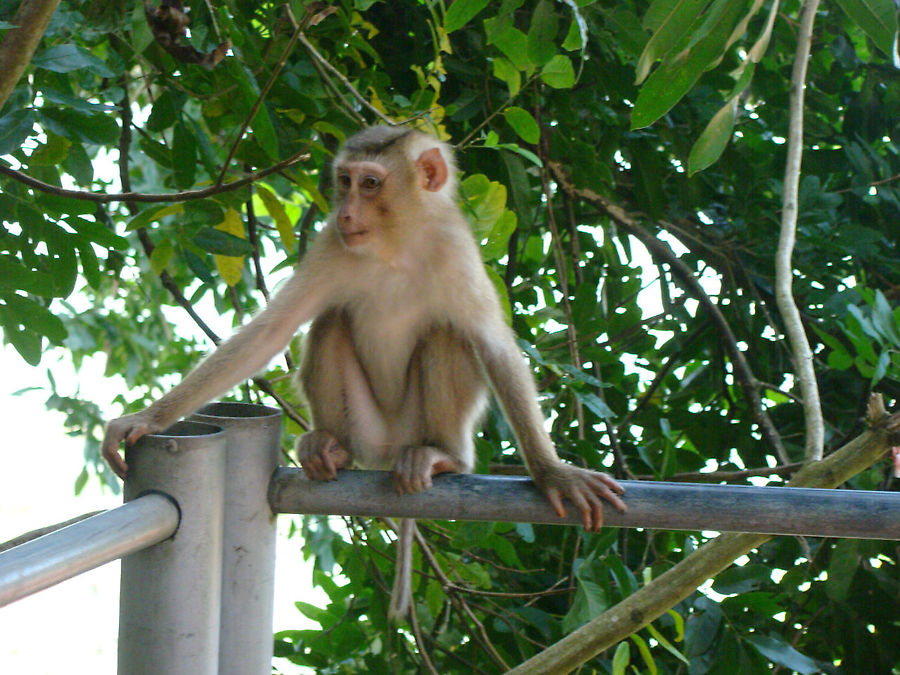 Святыня горы Та Ку Фантхиет, Вьетнам Святыня горы Та Ку Фантхиет, Вьетнам