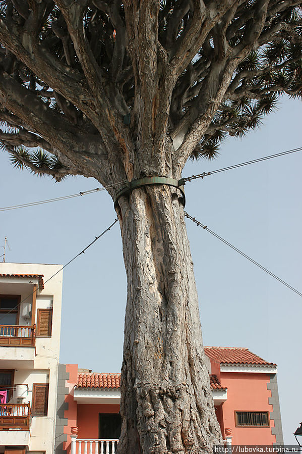 Драконово дерево (Dracaena draco)-2 в городке Икод де лос Винос всего в 100 метрах от своего знаменитого брата. Икод-де-лос-Винос, остров Тенерифе, Испания