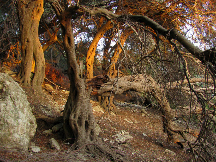Фантастическая картина: старые оливы в заброшенном саду. Думаю, им лет 400. Корфу, остров Корфу, Греция