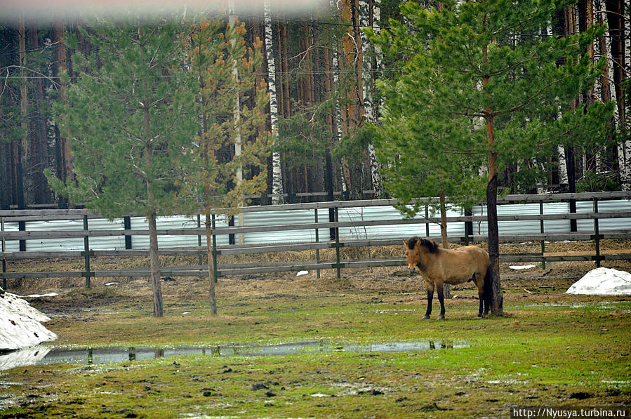 Весна 2013 в Ярославском зоопарке Ярославль, Россия